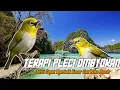 Download Lagu TERAPI PLECI OMBYOKAN AGAR CEPAT NGERIWIK KASAR DAN BUKA PARUH
