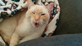 Cat with bags under his eyes - flame point siamese