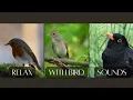 🌧️ Calm Instantly: Bird Sounds in Rain - Thrush Nightingale, Blackbird, Song Thrush, Robin - 2H