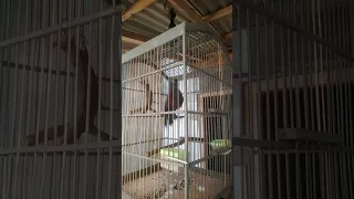 poksay mantel latah jinak tembakan dan suaranya ccok untuk pancingan