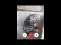 HAMSTER CALLS SHOWERING RAT ON FACETIME