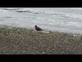 2023-01-26 Black Oystercatcher 05