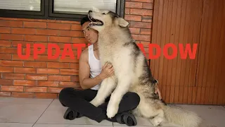 Update shadow abis berantem