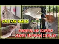 Download Lagu MASTERAN KUMPULAN SUARA SEMUA JENIS BURUNG CIBLEK