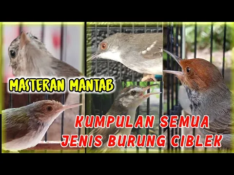 Download MP3 MASTERAN KUMPULAN SUARA SEMUA JENIS BURUNG CIBLEK