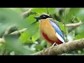 Download Lagu Blue-winged Pitta Call | Pitta moluccensis