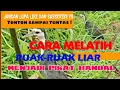 Download Lagu CARA MELATIH RUAK RUAK LIAR JADI PIKAT HANDAL, hanya dengan tali sepatu bekas lihat hasilnya ......