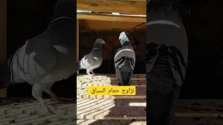 تزاوج حمام السباق 
