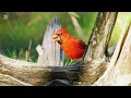 Sounds Heal the Soul, Relieve stress, Stop Overthinking 🌿 Relaxing Nature & Amazing Birds Chirping