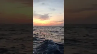 Tiny Boat and a Spinnaker