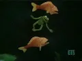 Muppets - Octopus's Garden