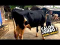 Lagu Sapi qurban calon jumbo Harga Murah Di Bintang Tani, 100 % Garansi