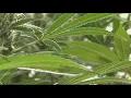 First dispensaries licensed to sell marijuana in Montgomery County open