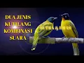 Download Lagu Kutilang SUTRA vs Kutilang EMAS KOMBINASI Suara Kicau MP3
