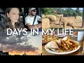Download Lagu DAYS IN MY LIFE: a little setback, first zoo outing, current Dunkin' order, scary 2 a.m. wake-up
