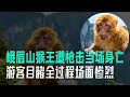峨眉山潑猴終於遭報應，猴王遭槍擊當場身亡，遊客親眼目睹全過程場面慘烈！