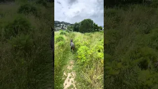 She’s insane.. wait for it …. 😂🐾#fypシ #dream #pets #doberman #fyp
