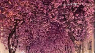 يا ام العريس تهنيتي 