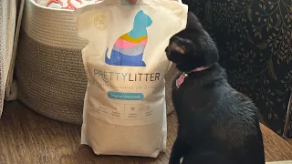 Pretty Litter Review Does It Really Work Cat Health Litter Test