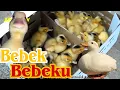 Lagu Bebek Bebekku | Lagu anak Indonesia populer | anak bebek #bebekbebeku #bebeklucu #juniortv