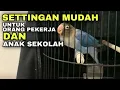 Download Lagu Settingan lovebird full krodong single fighter