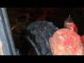 McCormick d322 motor