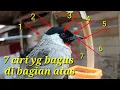Download Lagu Ciri-ciri pikat kutilang yang bagus bag.1
