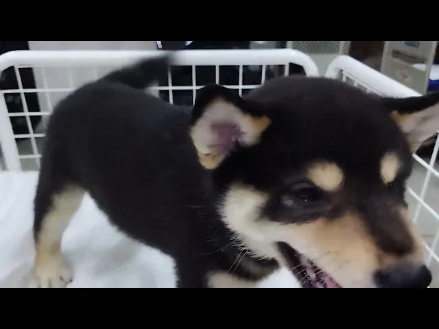動画