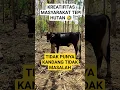 Download Lagu Ketemu sapi di dalam hutan jati,, #farm #ternak #sapi #cow #cintafarmblora
