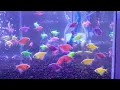 Download Lagu Ikan lucu warna warni menari kesana kemari di dalam Aquarium