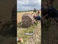 Download Lagu Cara Menanam Pohon Kelapa di Vietnam 😱