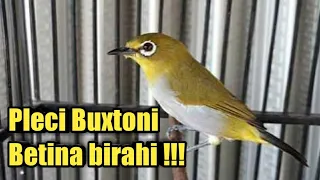 Download PANCINGAN PLECI BUXTONI BETINA BIRAHI,MERANGSANG PLECI CEPAT BUKA PARUH MP3