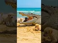 Download Lagu Giant Saltwater Crocodile Trapped Puppies #crocodileattacks