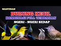 Download Lagu 2 jam masteran BURCIL ngeri sedap kombinasi Full tembakan kasar rapat Nilai tertinggi
