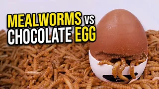 I Gave my Mealworms a Chocolate Egg