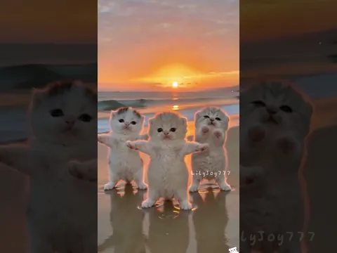 baby kitten: come dance with me! 😂