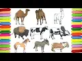 Farm animals colouring book