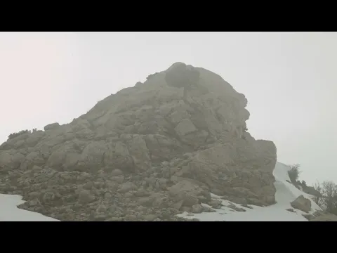 Memory within a Tree by Wassim Tanios - Trailer