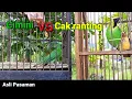 Download Lagu CIMINI vs CUCAK RANTING,,semakin memanas Download Lagu CIMINI vs CUCAK RANTING,,semakin memanas