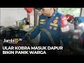 Download Lagu Bikin Panik! Ular Kobra Masuk Dapur Dievakuasi Damkar Kota Jambi