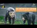 Download Lagu Live from Zoo Negara. Presenting the Malayan Sun Bear. Livestream starts on 27.8.2025 at 9:00 AM