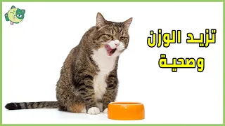 10 أطعمة منزلية يمكن لقطك مشاركتها معك 