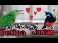 Download Lagu 🔴cucak CUNGKOK betina memanggil jantan full video suara jernih‼️