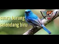 Download Lagu suara burung selendang biru, ampuh