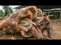 Download Lagu Life Threatening Tree Felling ‼ Only the Sawmill Dared to Cut It Down . clean up trees before storm