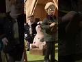 Download Lagu LITTLE PIGGY🐑🐑🐑 #shorts  #shaunthesheep  #cartoonforkids #animation  #farm