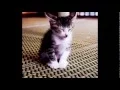 aww gifs