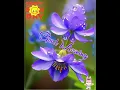 Sunday gif Animated WhatsApp Status with Music Good Morning Wallpaper Happy Sunday