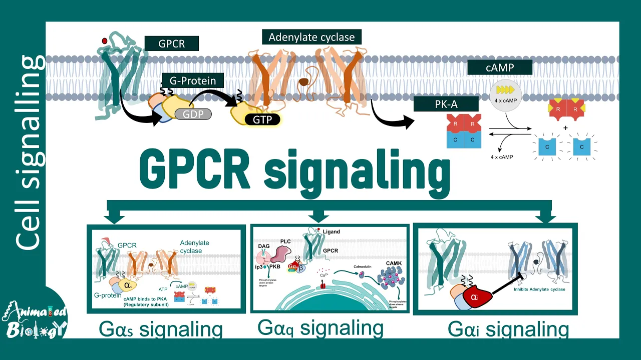 GPCR signaling and its subclasses | Ga , Gq, Gi signaling pathways and its regulation | Cell bio