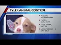 Tyler Texas Animal Control Shelter waives adoption fees for month of May with donation